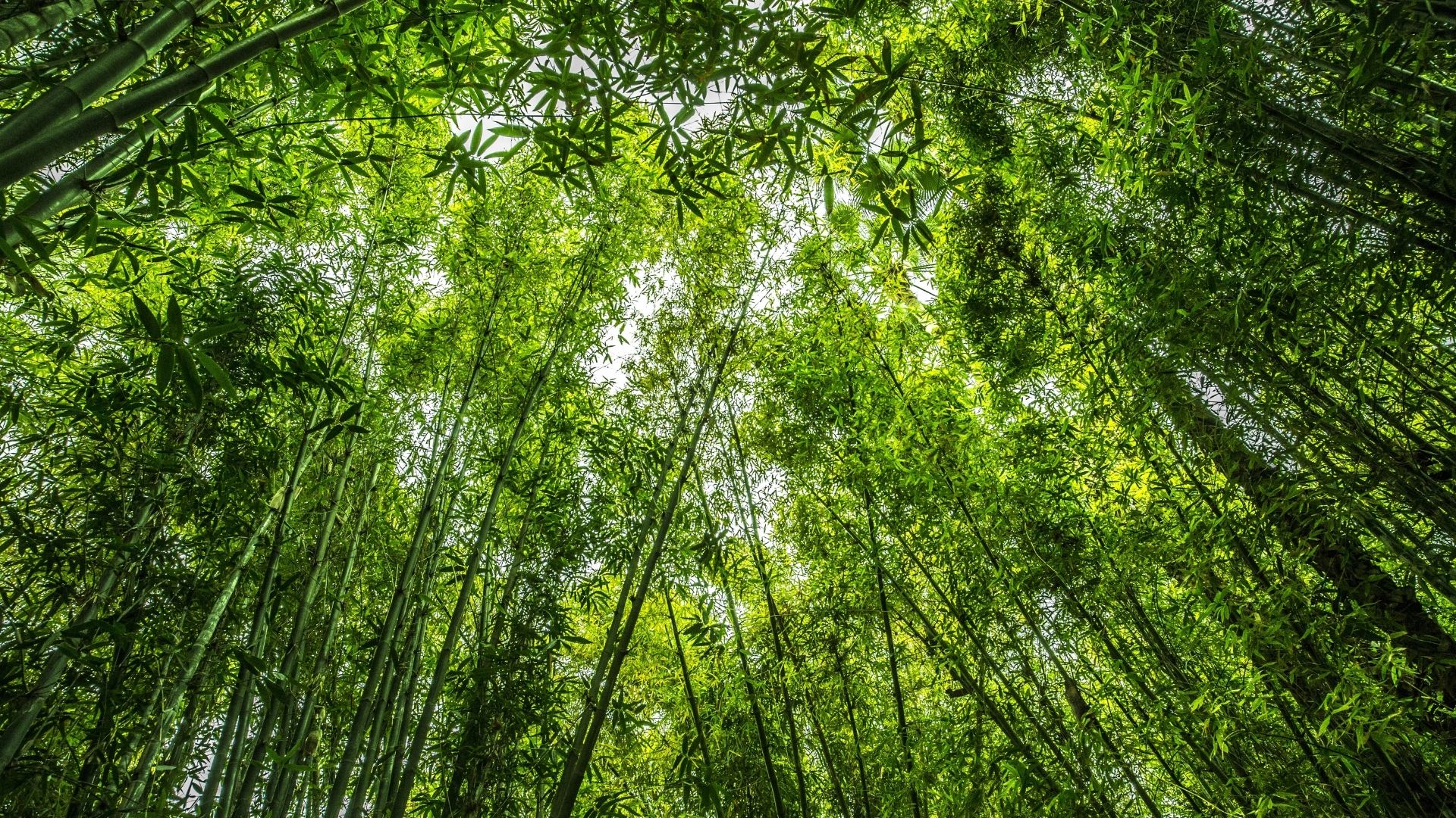 Bahede bambu bakm ile ilgili tm detaylar! Bambu nedir?
